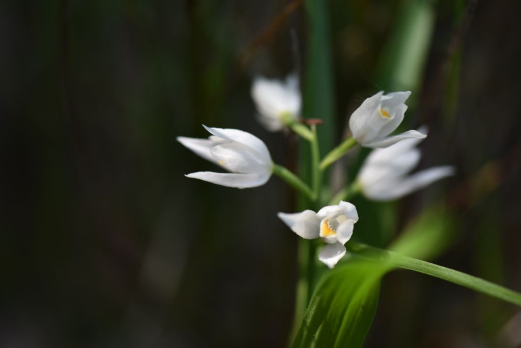 Cephanthera longifolia?